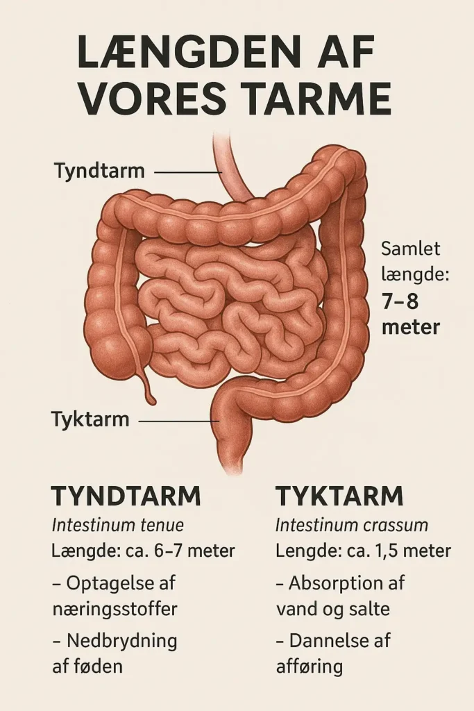 Illustration - tarme